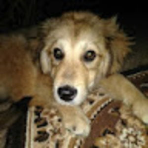 Meet your Posher, Alison